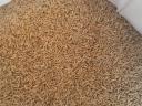 Cleaned rye grown from semi-milled seed for sale