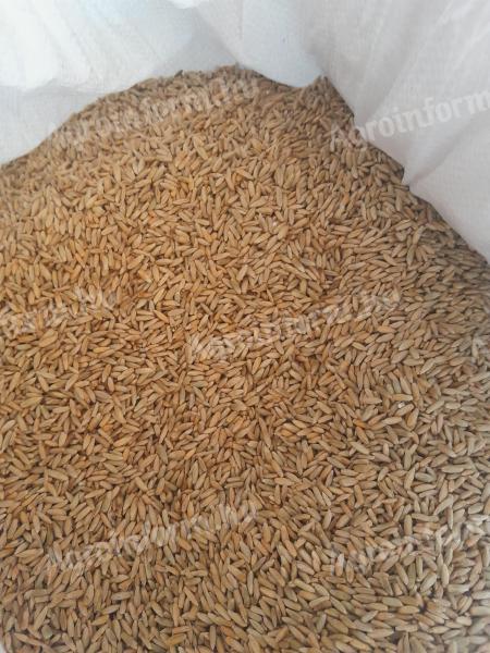 Cleaned rye grown from semi-milled seed for sale