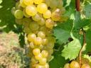 Amaranth grapes for sale