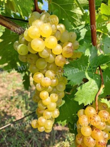 Amaranth grapes for sale