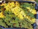 Amaranth grapes for sale