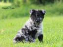 Pedigree registered Mudi puppy for sale