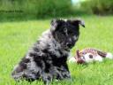 Pedigree registered Mudi puppy for sale