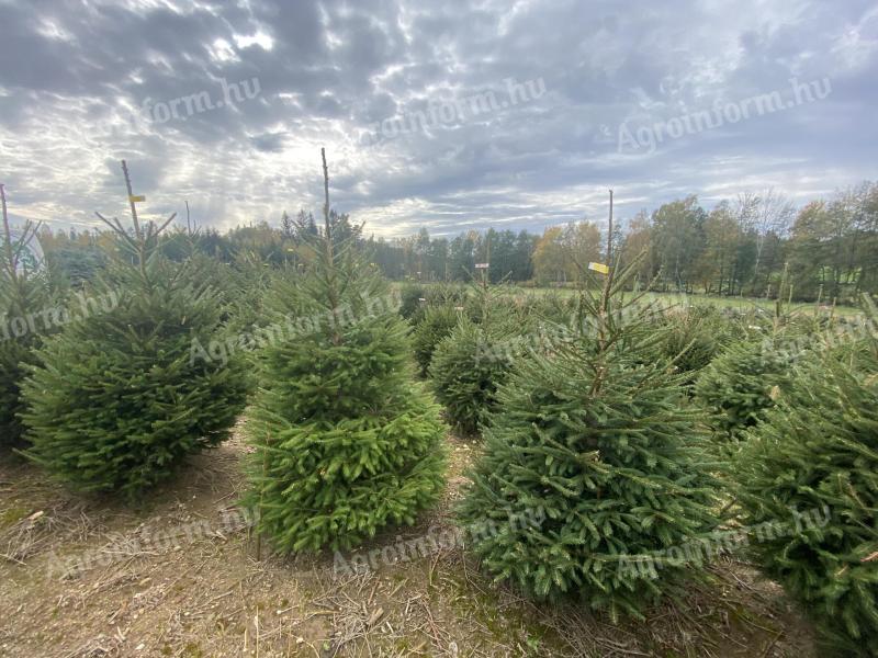 Cut nordmann (normand) fir in large lots, spruce and silver fir in premium quality