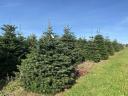 Cut nordmann (normand) fir in large lots, spruce and silver fir in premium quality