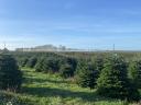 Cut nordmann (normand) fir in large lots, spruce and silver fir in premium quality