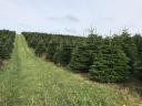 Cut nordmann (normand) fir in large lots, spruce and silver fir in premium quality