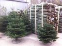 Cut nordmann (normand) fir in large lots, spruce and silver fir in premium quality