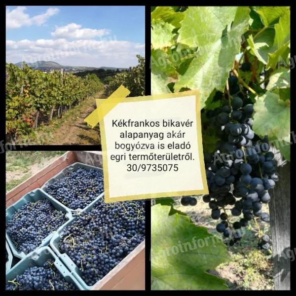 Blue Franc grapes for sale in Eger