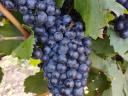 Blue Franc grapes for sale in Eger