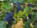 Blue Franc grapes for sale in Eger