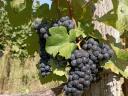 Quality, yield-limited kékfrankos grapes from the Egri wine region