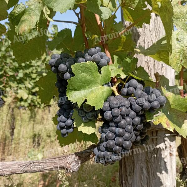 Quality, yield-limited kékfrankos grapes from the Egri wine region