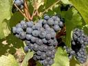 Quality, yield-limited kékfrankos grapes from the Egri wine region