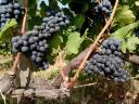 Quality, yield-limited kékfrankos grapes from the Egri wine region