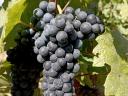 Quality, yield-limited kékfrankos grapes from the Egri wine region