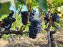 Quality, yield-limited kékfrankos grapes from the Egri wine region