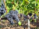 Quality, yield-limited kékfrankos grapes from the Egri wine region