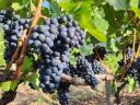 Quality, yield-limited kékfrankos grapes from the Egri wine region