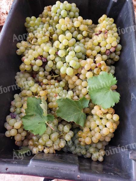 Fat vines for sale