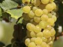 Chardonnay grapes for sale