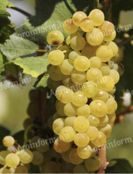 Chardonnay grapes for sale