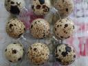 Quail eggs for hatching, with delivery for eating