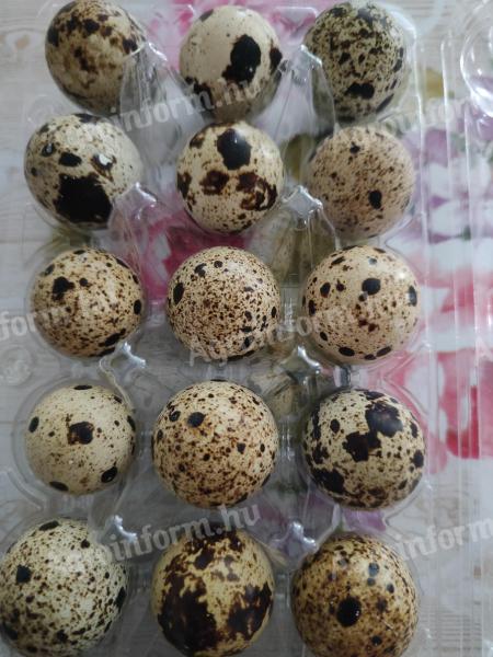 Quail eggs for hatching, with delivery for eating