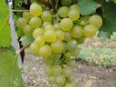 Sauvignon Blanc and Muscat Ottonel grapes for sale from the Mátra wine region