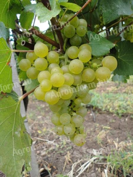 Sauvignon Blanc and Muscat Ottonel grapes for sale from the Mátra wine region