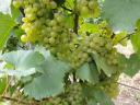 Sauvignon Blanc and Muscat Ottonel grapes for sale from the Mátra wine region
