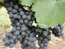 Sauvignon Blanc and Muscat Ottonel grapes for sale from the Mátra wine region