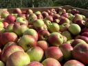 Food apples / industrial apples