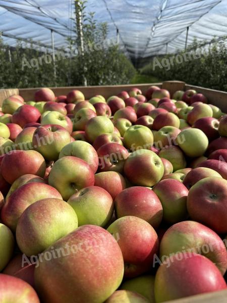 Food apples / industrial apples