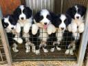 Border Collie purebred puppies for sale