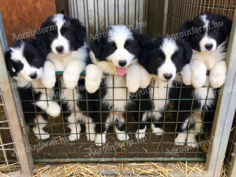 Reine Border Collie Welpen zu verkaufen