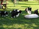 Reine Border Collie Welpen zu verkaufen