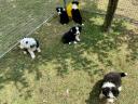 Reine Border Collie Welpen zu verkaufen