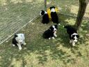 Reine Border Collie Welpen zu verkaufen