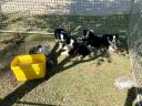 Reine Border Collie Welpen zu verkaufen