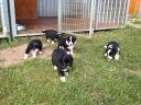 Reine Border Collie Welpen zu verkaufen