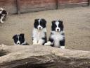 Reine Border Collie Welpen zu verkaufen