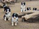 Border Collie purebred puppies for sale