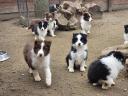 Reine Border Collie Welpen zu verkaufen