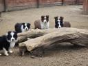 Reine Border Collie Welpen zu verkaufen