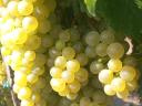 Furmint, kakovostno vinsko grozdje z lipovimi listi za prodajo v Szerenc