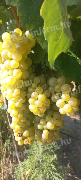 Furmint, kakovostno vinsko grozdje z lipovimi listi za prodajo v Szerenc