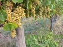 Furmint, lime-leaved quality wine grapes for sale in Szerenc