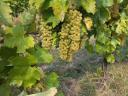 Furmint, lime-leaved quality wine grapes for sale in Szerenc