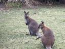 Walaby fiatal kenguru pár eladó